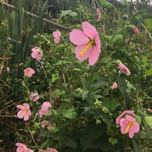 Meet your Posher, Madi